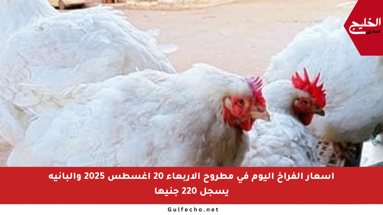 أسعار الفراخ اليوم في مطروح الأربعاء 20 أغسطس 2025 والبانيه يسجل 220 جنيها
